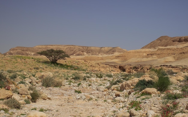 Lonely green tree in the Judean Desert