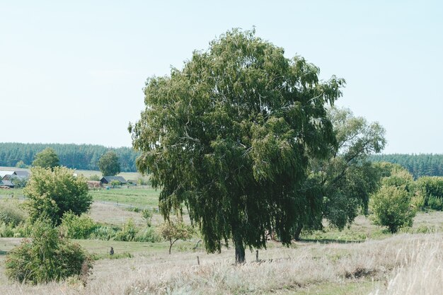 Lonely green tree in the meadow