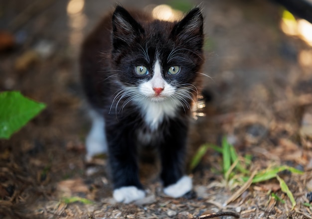 Одинокий бездомный черный котенок с белыми пятнами
