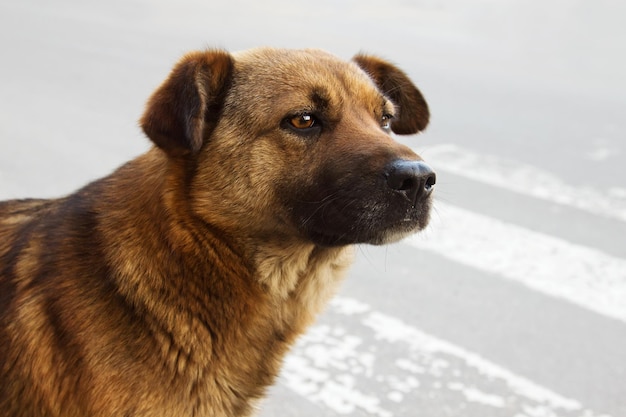 写真 誰かを待っている道路上の孤独なホームレス犬