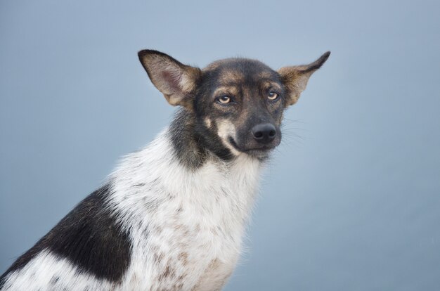 孤独なホームレスの犬。