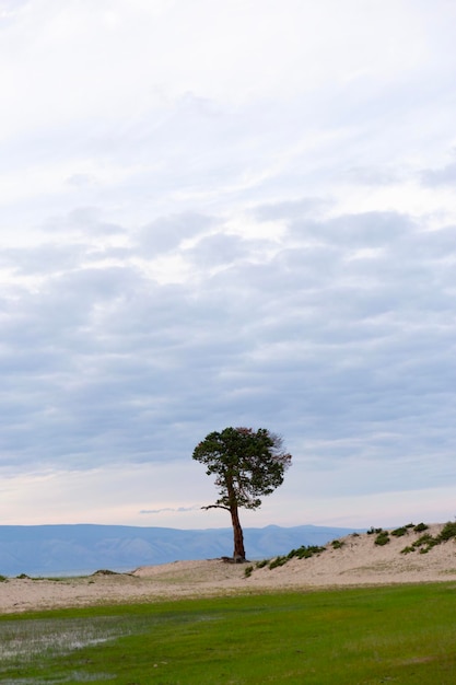 Lonely larch on the sandy beach of lake baikal