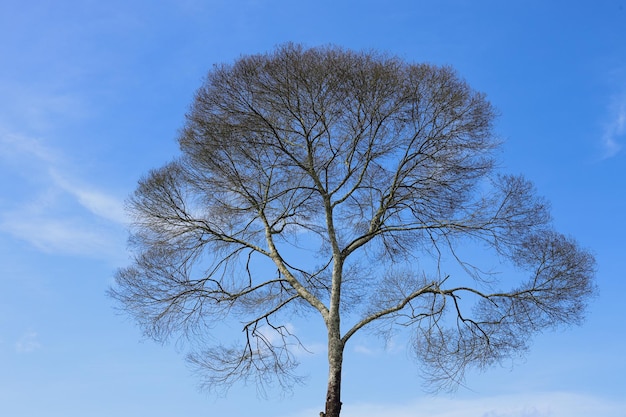 Un solitario grande albero ramificato senza foglie contro un cielo blu nuvole sfondo della natura