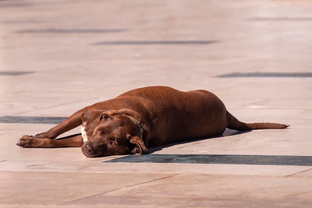 Lonely large brown dog with collar, relaxing in the sun.