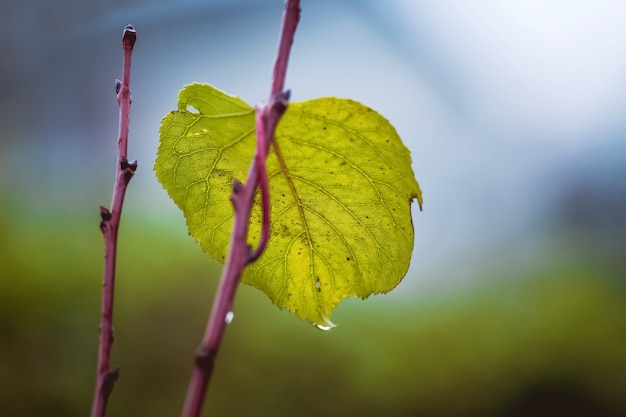 Lonely leaf on branch in the fall in rainy weather