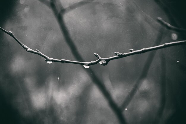 lonely leafless tree branches with drops of water after a November cold rain