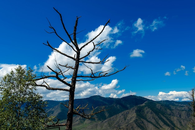 Lonely leafless tree in mountains background