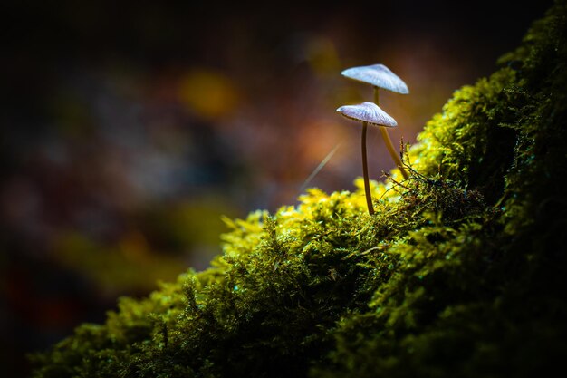 Foto un fungo solitario alla luce del sole