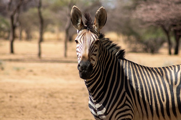 A lonely Namibian zebra standing in the middle of the savannah