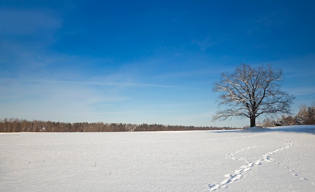 Lonely oak tree in a field.