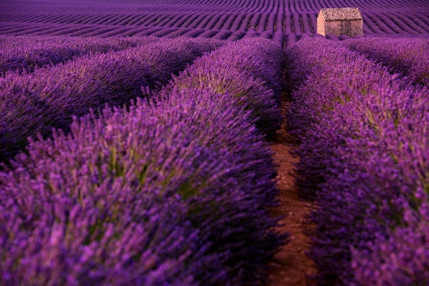 lonely old abandoned stone house at lavender field in summer purple aromatic flowers near valensole in provence france