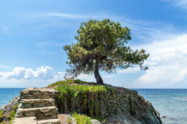 바다에있는 바위에 외로운 올리브 나무