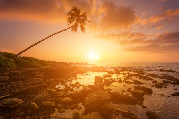 Lonely palm tree on the beach at sunset sky background