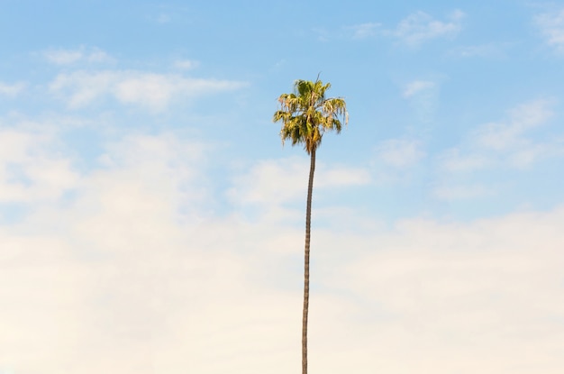 Lonely palm tree on blue sky background