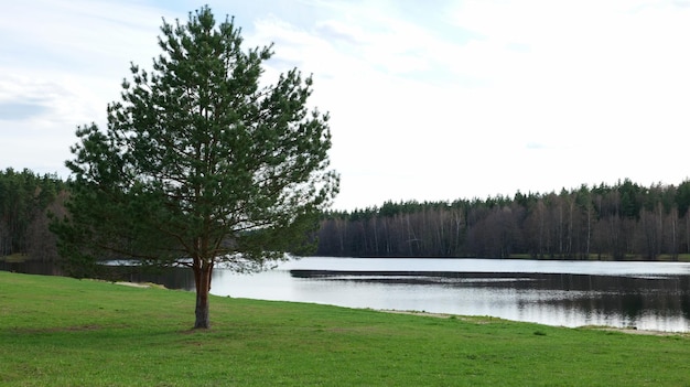 Lonely pine tree on the bank of a river flowing through the forest