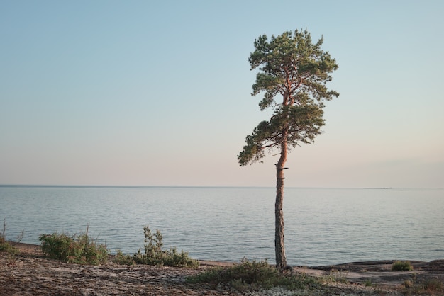 Lonely pine tree by the sea