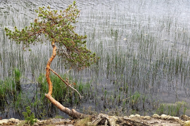 Lonely pine tree grows near water.