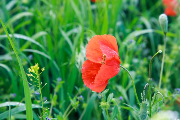 Lonely poppy on a background of green grass