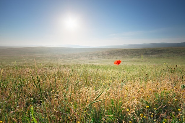 Lonely poppy in spring meadow at morning