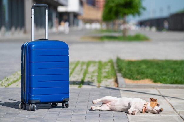 A lonely puppy jack russell terrier lies on the sidewalk next to a blue suitcase little dog traveler resting on the road with luggage summer vacation alone