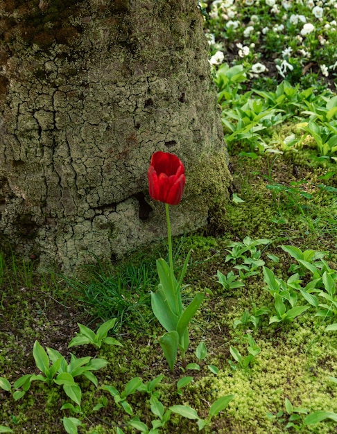 孤独な赤いチューリップは、自然の森の緑の茂みの保護で育ちますロシアの自然ソキ樹木園