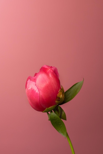 Lonely rose on a pink background