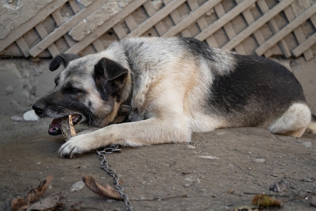 A lonely and sad guard dog on a chain near a dog house
outdoors