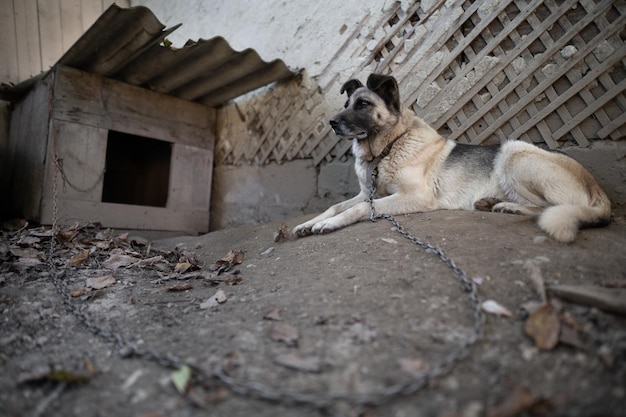 A lonely and sad guard dog on a chain near a dog house outdoors