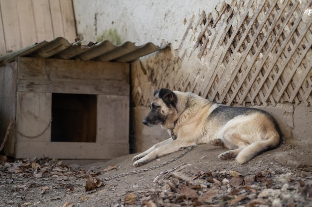 A lonely and sad guard dog on a chain near a dog house outdoors