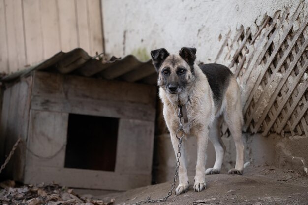 A lonely and sad guard dog on a chain near a dog house outdoors