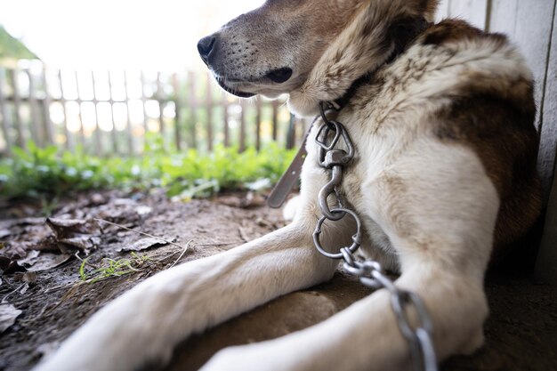 Foto un cane da guardia solitario e triste su una catena vicino a una casa per cani all'aperto