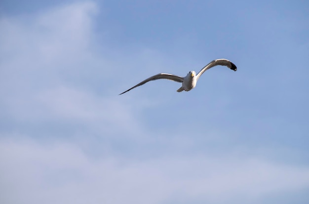 A lonely seagull flies over the blue sky Seagull hunting fish over the sea