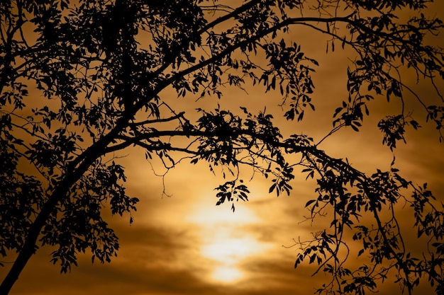 Lonely silhouette tree at twilight sunset in tropical forest,