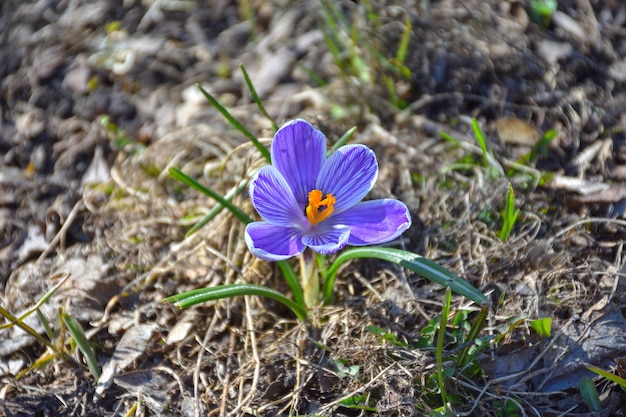 lonely spring blue crocus close up