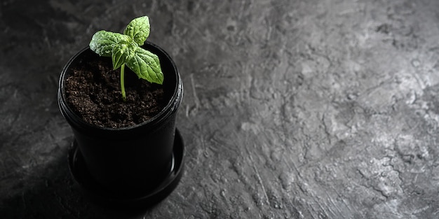 Photo a lonely sprout in a black pot