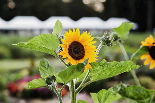 Lonely sun flower