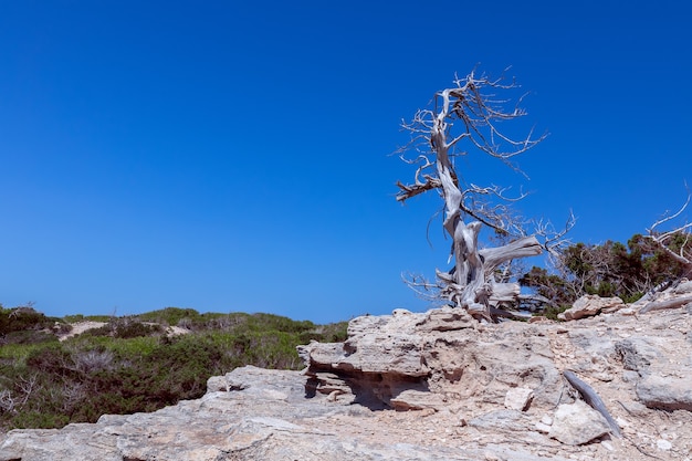 Solitario albero secco su una spiaggia rocciosa