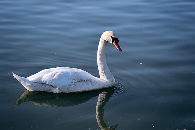 Foto cigno solitario sull'acqua del lago