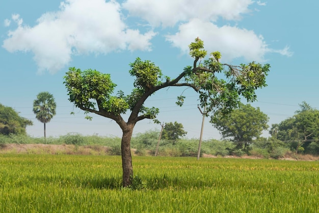 Одинокое дерево на сельскохозяйственных угодьях