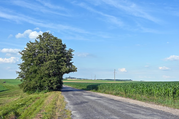 lonely tree along which the road passes