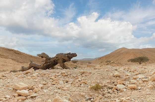 Lonely tree in Arava desert Israel