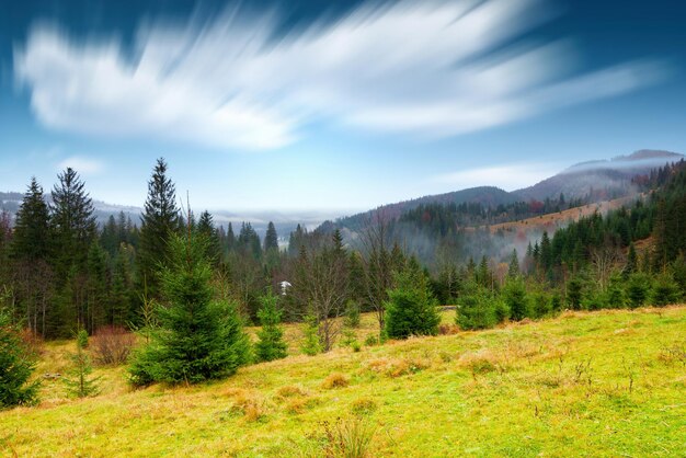 Lonely tree and autumn color grass in Carpathians and mountain range