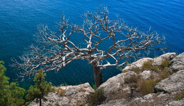 Albero solitario sulla scogliera