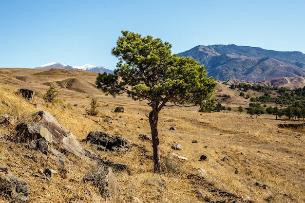 Lonely tree on countryside