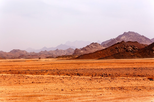 Lonely tree in the desert 