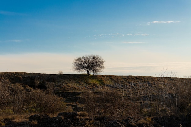 The lonely tree in field Atmospheric photo