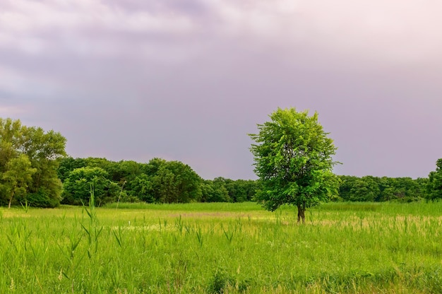 Lonely tree in a field at sunset. Summer season