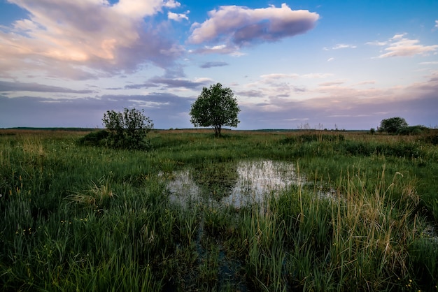 Lonely tree in a field with a pond with water at dawn in spring or summer