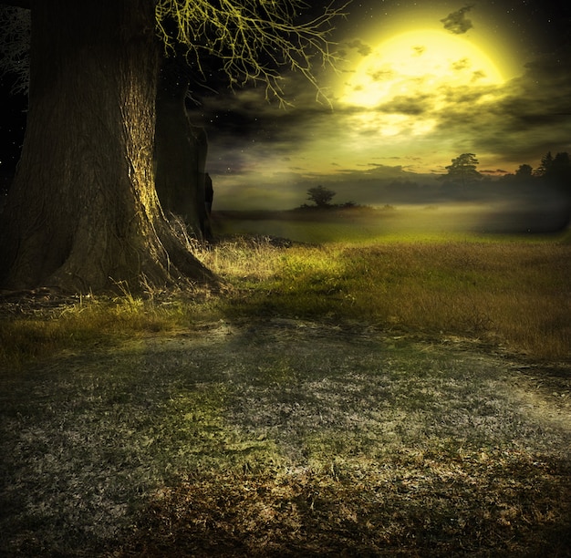 Lonely tree in field with road and sun in the background