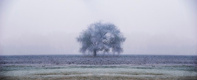 Lonely Tree in Fields on Frosty Winter Morning